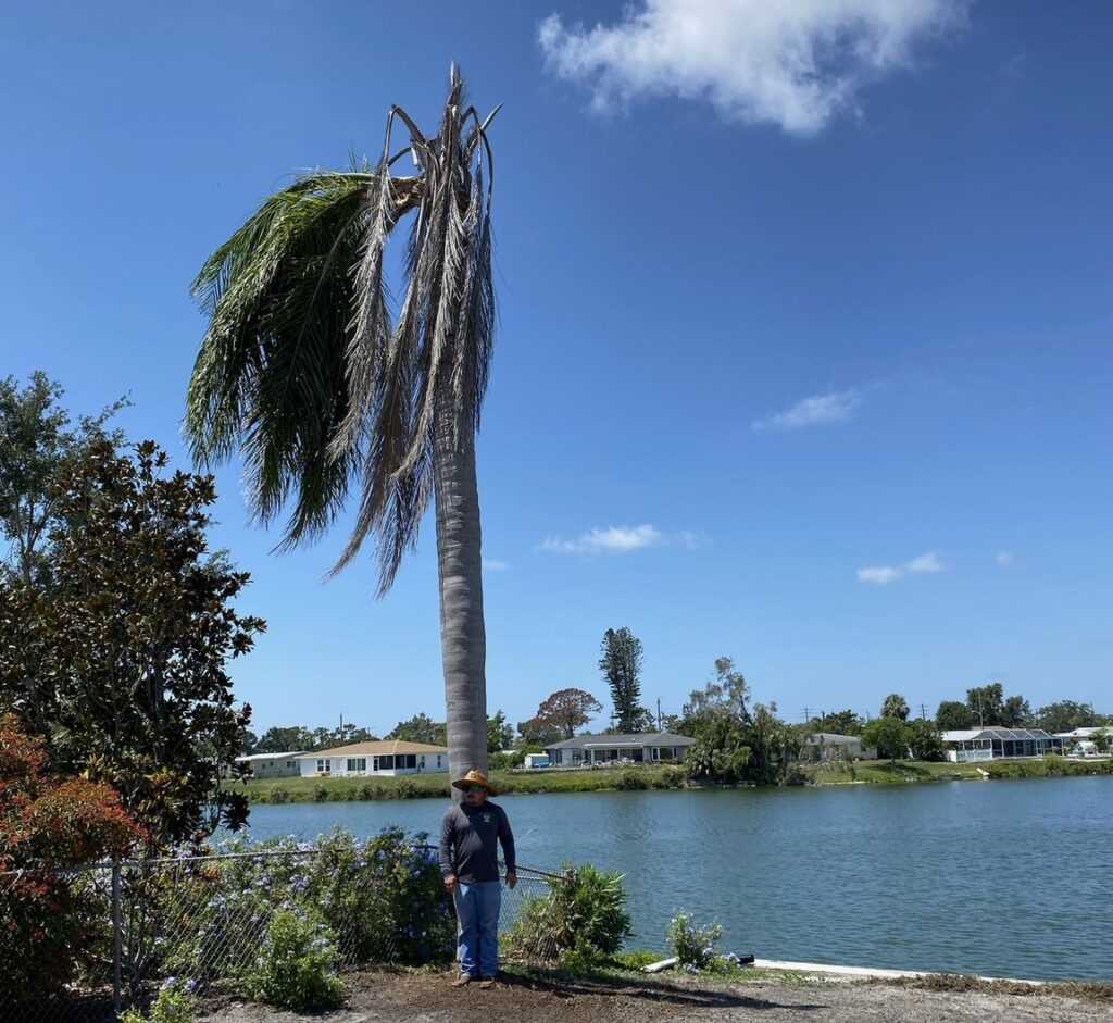 Routine Tree Trimming