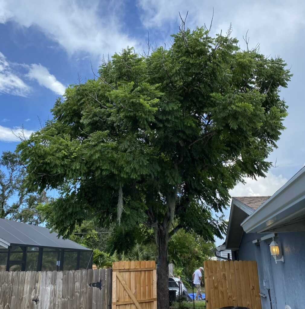 An overgrown tree that needs thinning