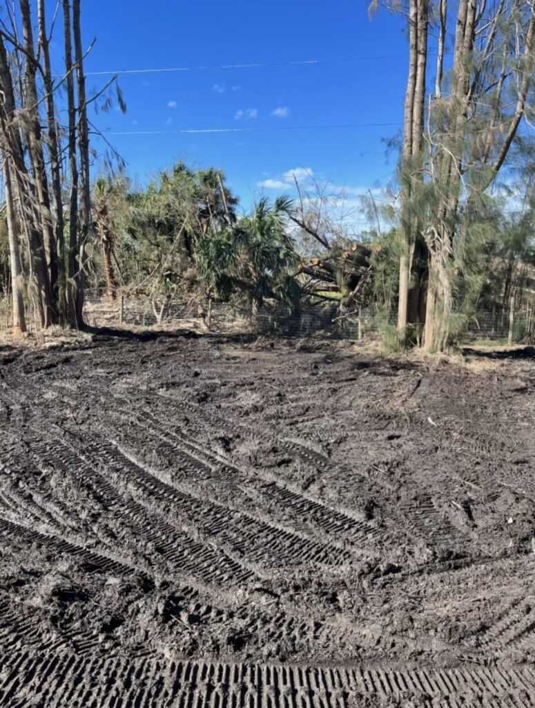 A Freshly Cleared Lot