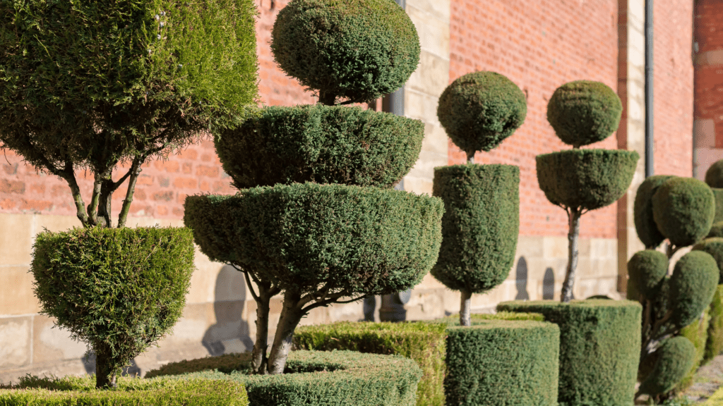 Hedges of various shapes and sizes along a brick wall