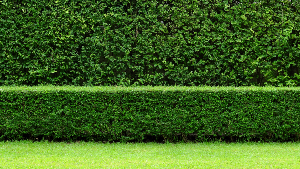 Two Hedges of different heights infront of each other